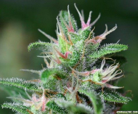 Rare, Blue Pistils on Cannabis flower. Simply Stunning!