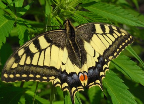 Beautiful Butterfly Perched on a Hemp Plant image from google images