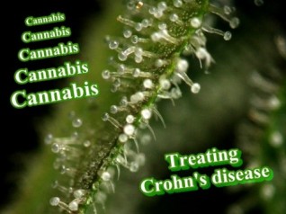 Cannabis Treating Crohn's Disease