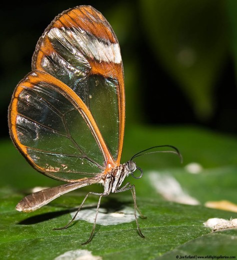 Glasswing Butterfly image from google images
