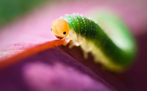 This caterpillar is a beautiful hue of green. The caterpillar, tiny as it is, serves an important function within it's eco-system.