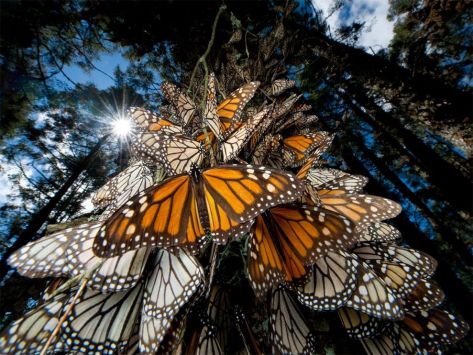 The Monarch Butterflies in Mexico During Migration image from google images