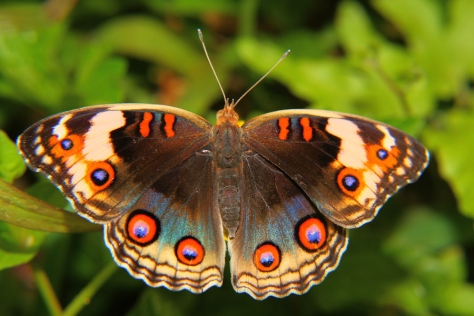 The Rainforest Butterfly by Photographer Rusyadi Aulianur image courtesy google images